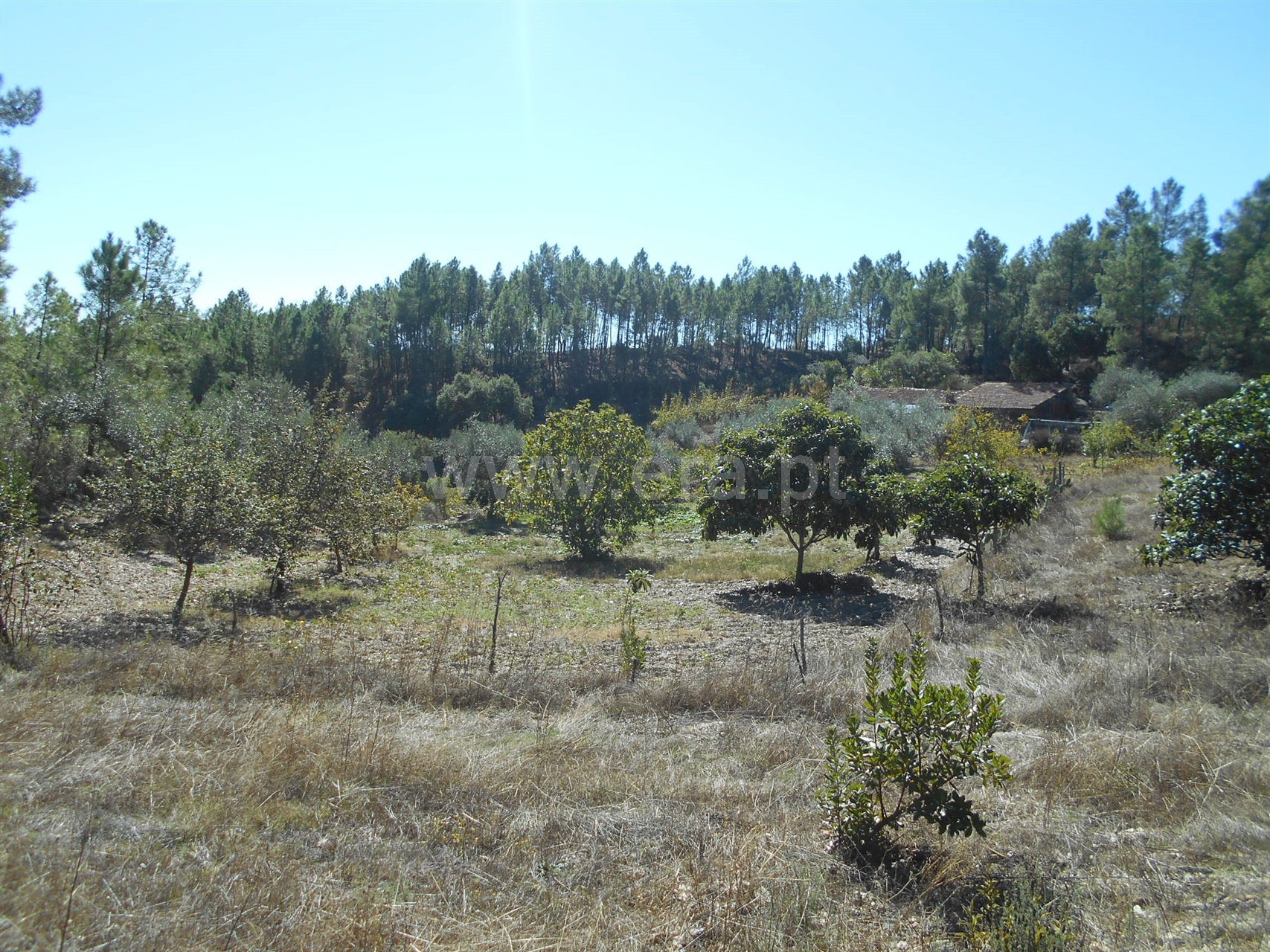 Farm / Castelo Branco, Cebolais de Cima / Sale / Ref. 102200440