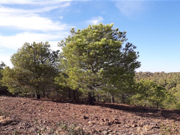 Terreno Rústico / Castro Marim, Meia Légua